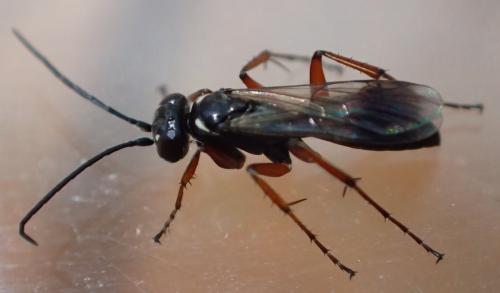 Agenioideus cinctellus